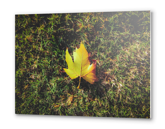 closeup green grass field with green leaf Metal prints by Timmy333