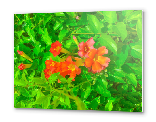 closeup blooming orange flowers with green leaves Metal prints by Timmy333