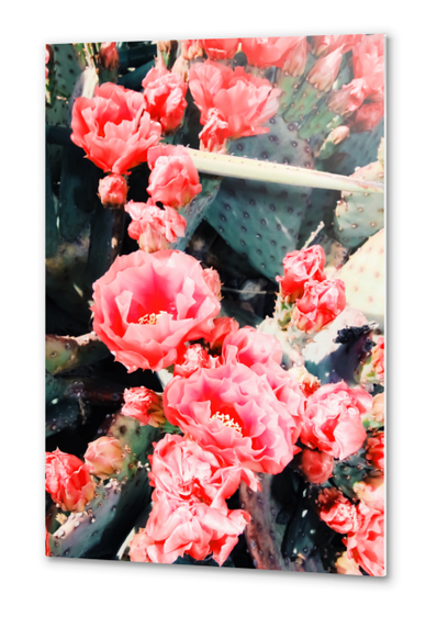 closeup blooming red cactus flower texture background Metal prints by Timmy333