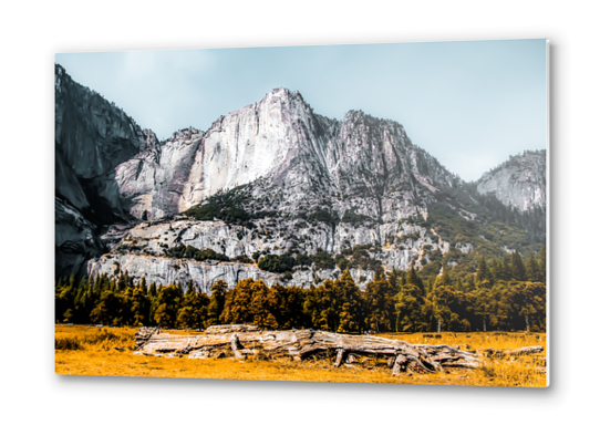 Mountains with dry field and pine tree view at Yosemite national park, California, USA Metal prints by Timmy333