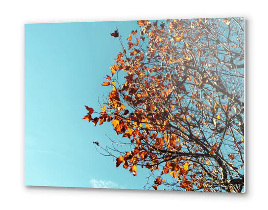 Orange autumn tree leaves with blue sky background Metal prints by Timmy333