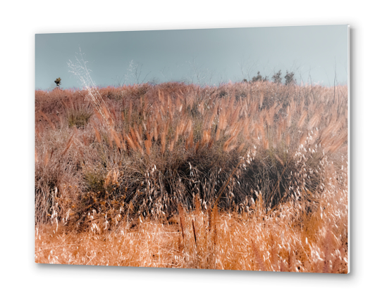 blooming grass flowers field with blue sky background Metal prints by Timmy333