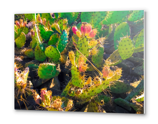 Closeup green and pink cactus garden texture background Metal prints by Timmy333