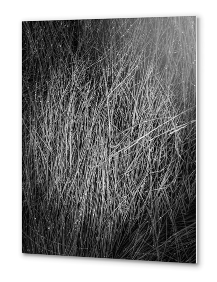 grass texture abstract in black and white Metal prints by Timmy333