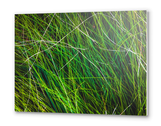 closeup green grass field texture background Metal prints by Timmy333