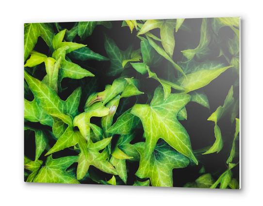 closeup green ivy leaves garden background Metal prints by Timmy333