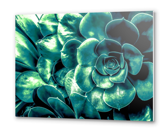 closeup green succulent plant background Metal prints by Timmy333