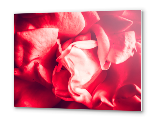 closeup blooming red rose texture abstract background Metal prints by Timmy333