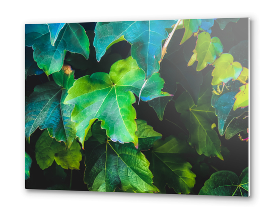 closeup green ivy leaves background Metal prints by Timmy333