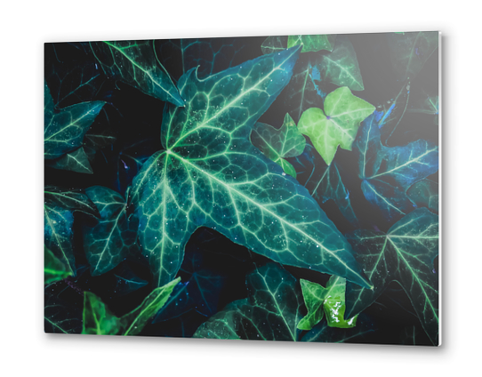 closeup green ivy leaves background Metal prints by Timmy333