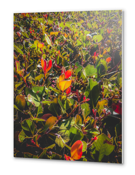 green leaves and orange leaves texture background Metal prints by Timmy333