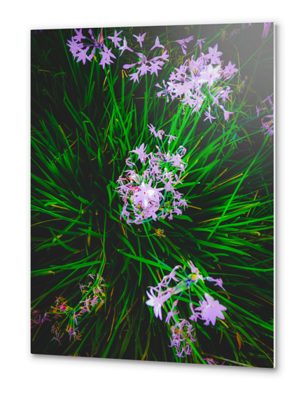 closeup blooming purple flowers with green leaves Metal prints by Timmy333