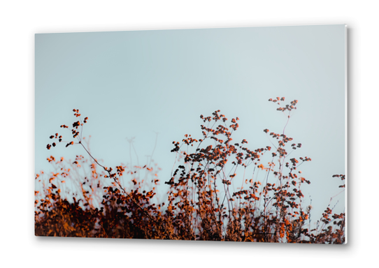 Closeup blooming wildflowers field with blue sky background Metal prints by Timmy333