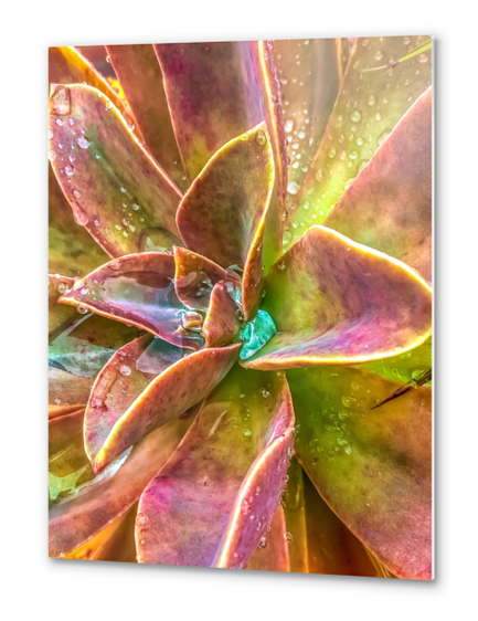 closeup green and pink succulent plant with water drop Metal prints by Timmy333