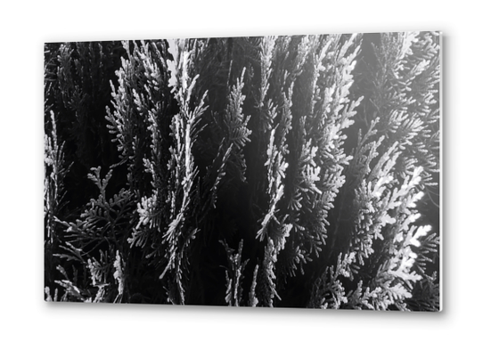 closeup leaf texture abstract background in black and white Metal prints by Timmy333