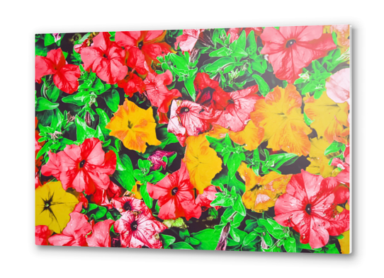 closeup flower abstract background in pink red yellow with green leaves Metal prints by Timmy333