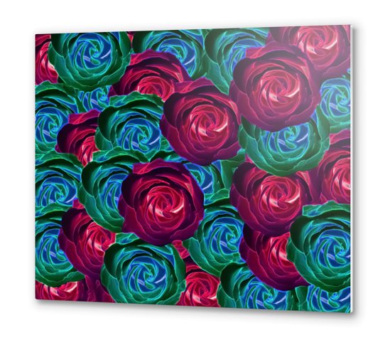 closeup blooming roses in red blue and green Metal prints by Timmy333