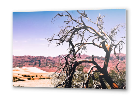 tree in the desert with mountain and blue sky in summer at Death Valley national park, USA Metal prints by Timmy333