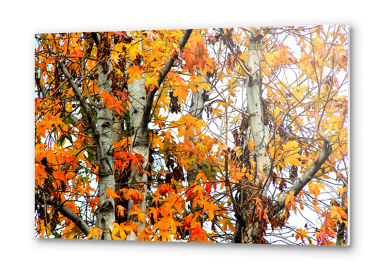 autumn maple leaves background Metal prints by Timmy333