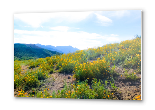 yellow poppy flower field with green leaf and blue cloudy sky in summer Metal prints by Timmy333