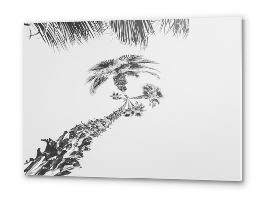 palm tree with clear sky background in black and white Metal prints by Timmy333