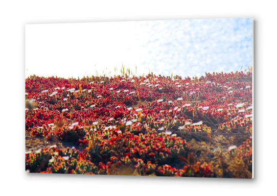 closeup red flower with blue ocean background in summer Metal prints by Timmy333