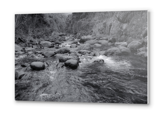 river in the forest with tree in black and white Metal prints by Timmy333