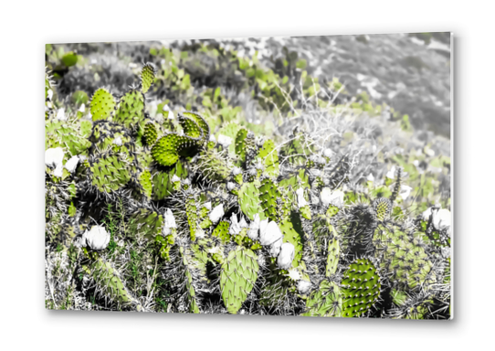 texture of the green cactus with white flower in the desert  Metal prints by Timmy333