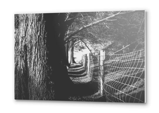 trees in the forest with shadow and sunlight in black and white Metal prints by Timmy333