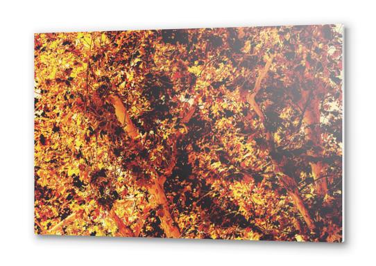 autumn leaves texture with golden light abstract background Metal prints by Timmy333