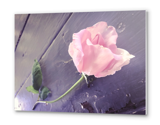 closeup pink rose Metal prints by Timmy333