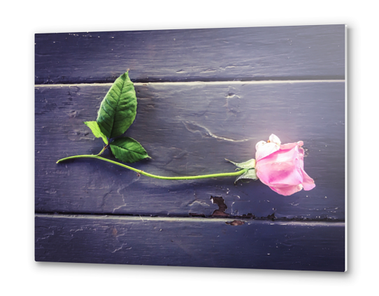 pink rose with wood table background Metal prints by Timmy333