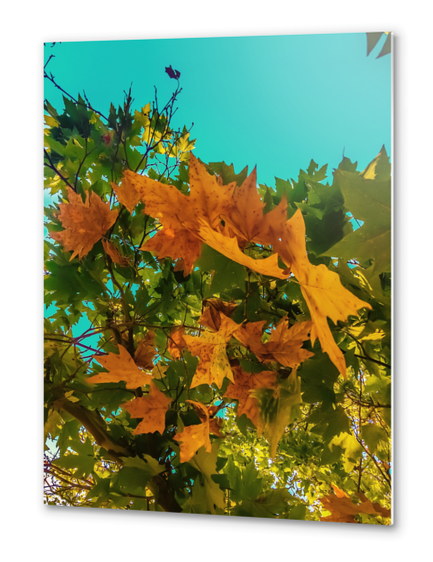 Maple tree branch with orange and green autumn leaves and blue sky Metal prints by Timmy333