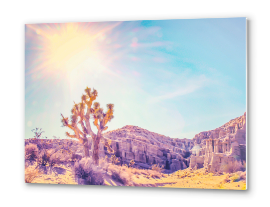 cactus at the desert in summer with strong sunlight Metal prints by Timmy333