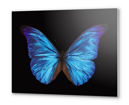 Papillon Morpho Rethenor  Metal prints by Mermet