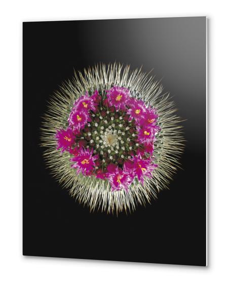 Cactus Mammilaria Metal prints by Mermet