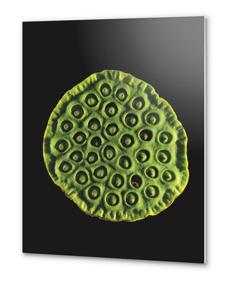 Nelumbo Metal prints by Mermet