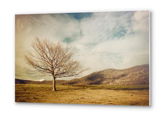 Tree Metal prints by Salvatore Russolillo