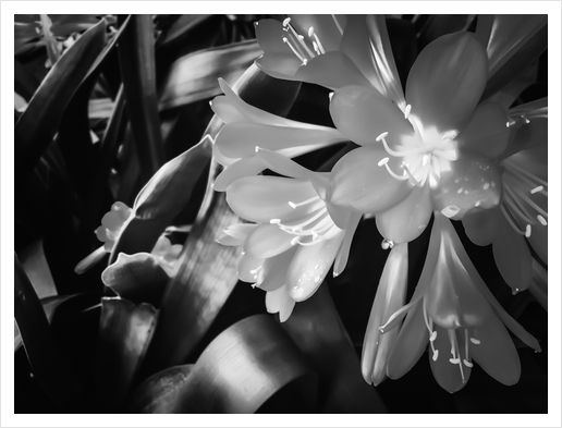 Closeup blooming Clivia flowers in black and white Art Print by Timmy333