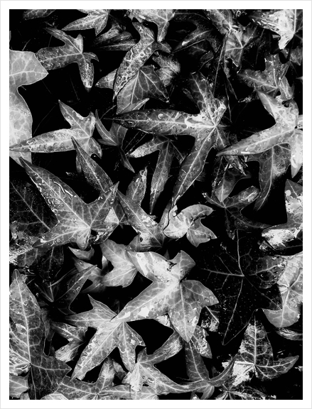 ivy leaves texture background in black and white Art Print by Timmy333