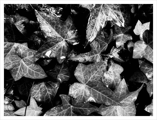 closeup ivy leaves garden texture background in black and white Art Print by Timmy333