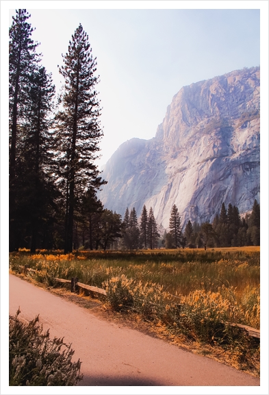 pine tree and mountain at Yosemite national park California USA Art Print by Timmy333