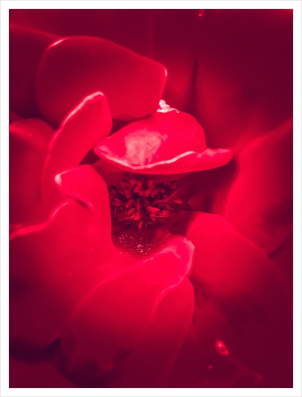 fresh red rose background Art Print by Timmy333