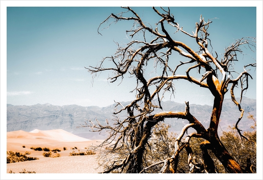 Desert landscape at Death Valley national park, California, USA Art Print by Timmy333