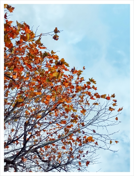 Tree branch with orange autumn leaves and blue cloudy sky Art Print by Timmy333