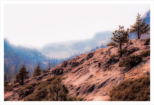 pine tree on the mountain at Lake Tahoe California USA Art Print by Timmy333