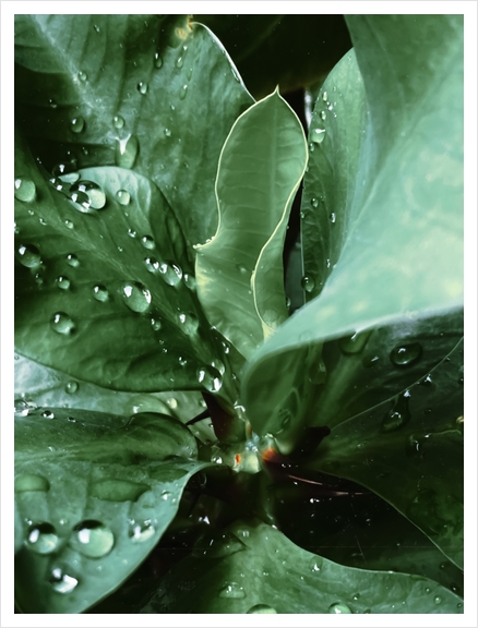 Closeup green leaves plant with drop of water Art Print by Timmy333