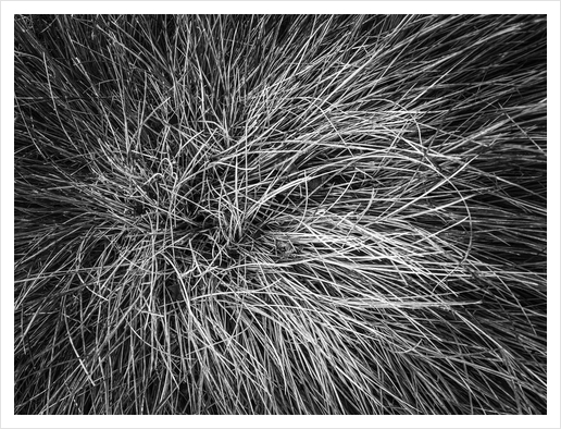 closeup grass field texture in black and white Art Print by Timmy333