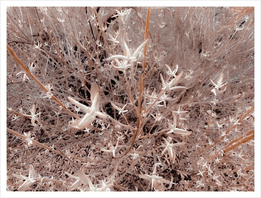 dry flowers with brown dry grass texture background Art Print by Timmy333