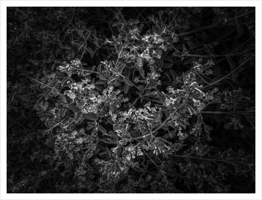 blooming flowers garden background in black and white Art Print by Timmy333